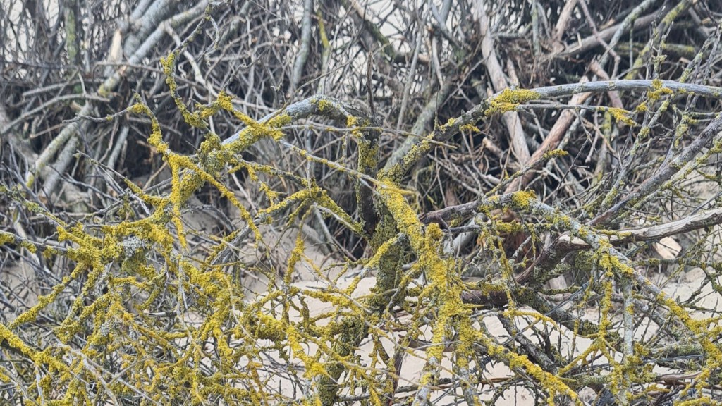 Hoe herken je narcisme?